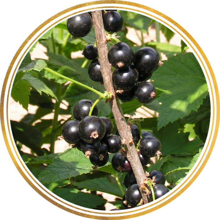 Саженцы Черной Смородины Крупноплодной Купить В Алматы